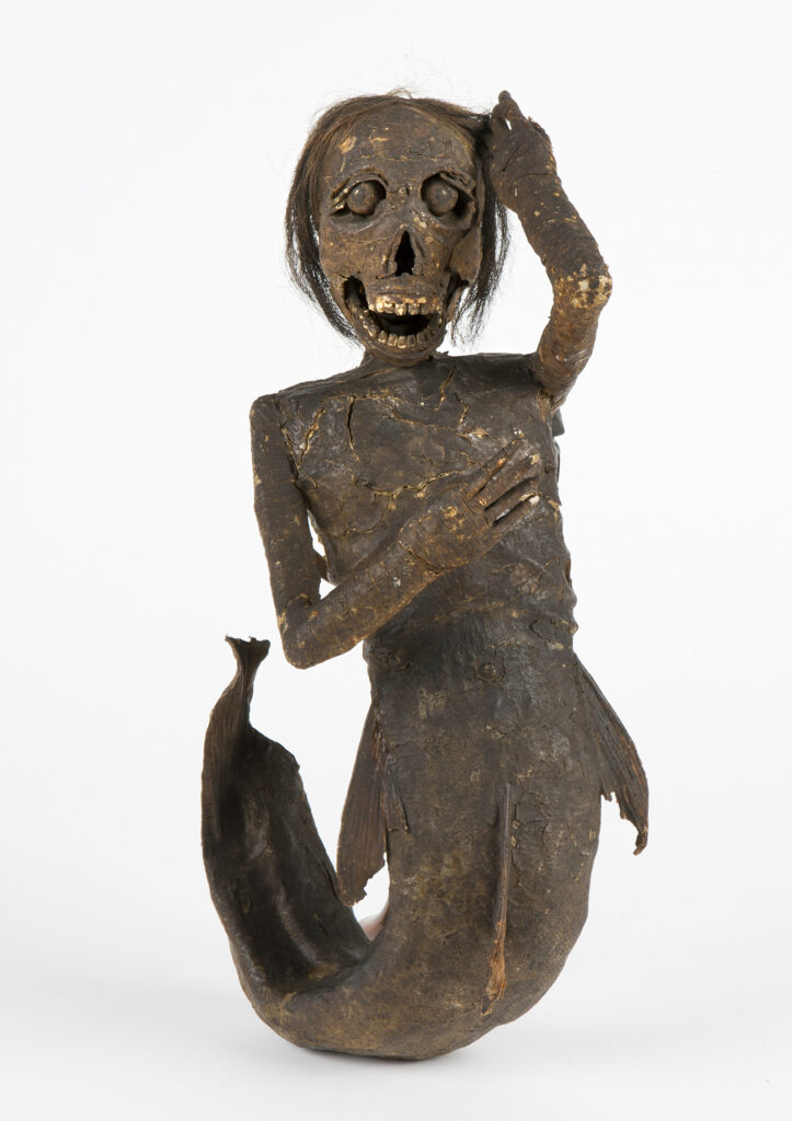 Sirène momifiée - Buxton Mermaid - à l'exposition Fantastic Beasts : The Wonder of Nature, Natural History Museum