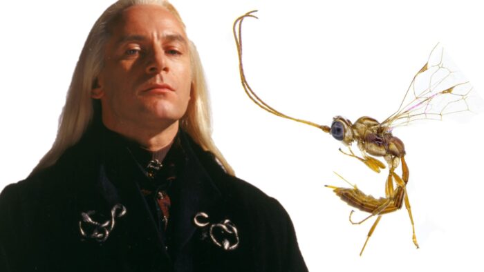 Une nouvelle guêpe nommée Lucius Malefoy !